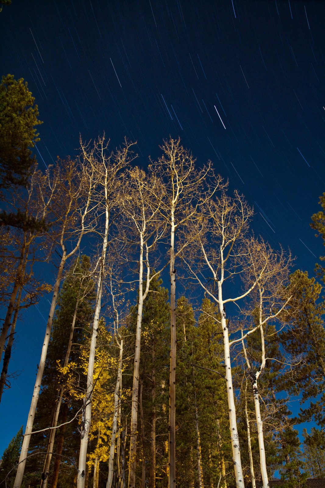 Aspens and stars in Breckenridge, Colorado
