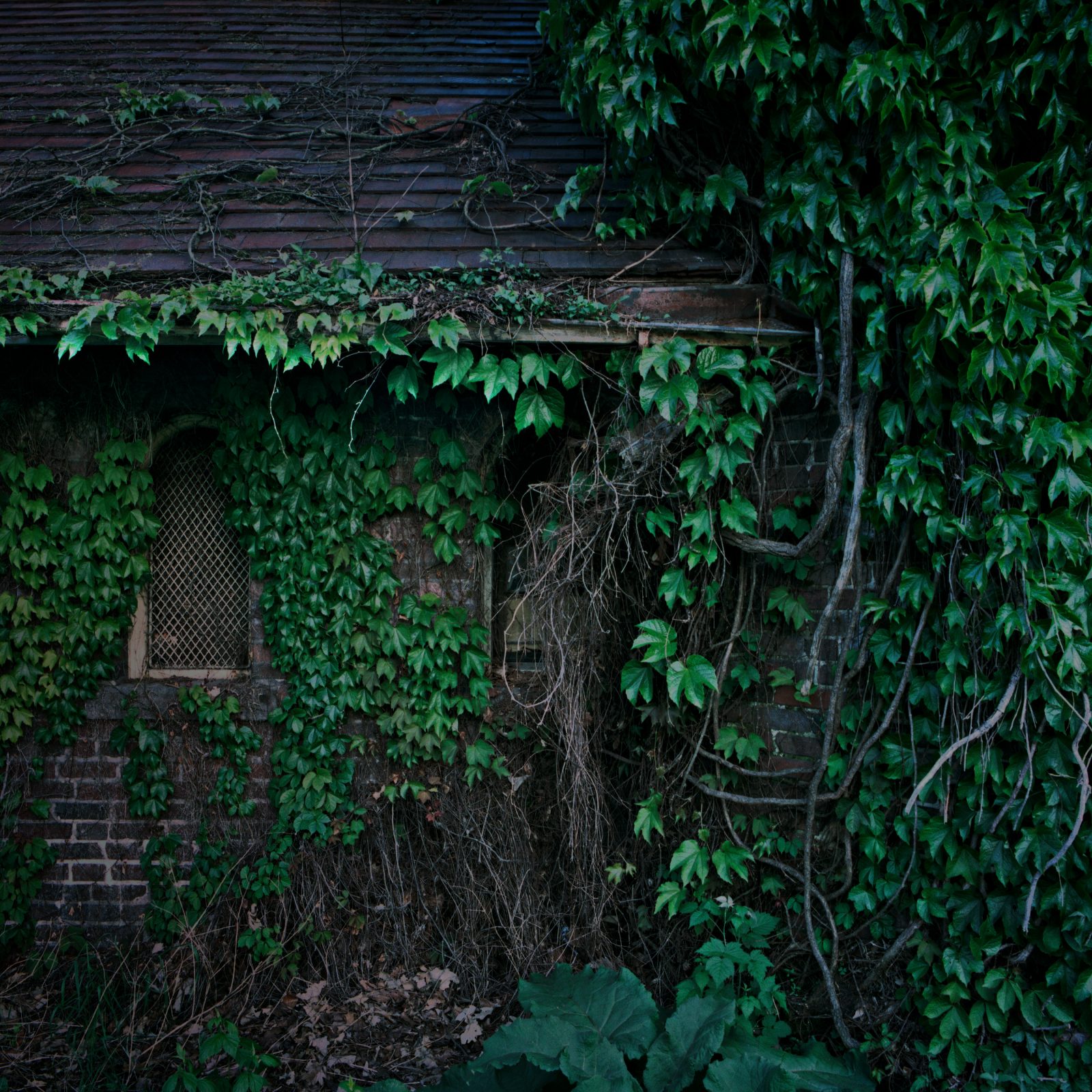 Abandoned, ivy covered building on Belle Isle. Detroit, Michigan.