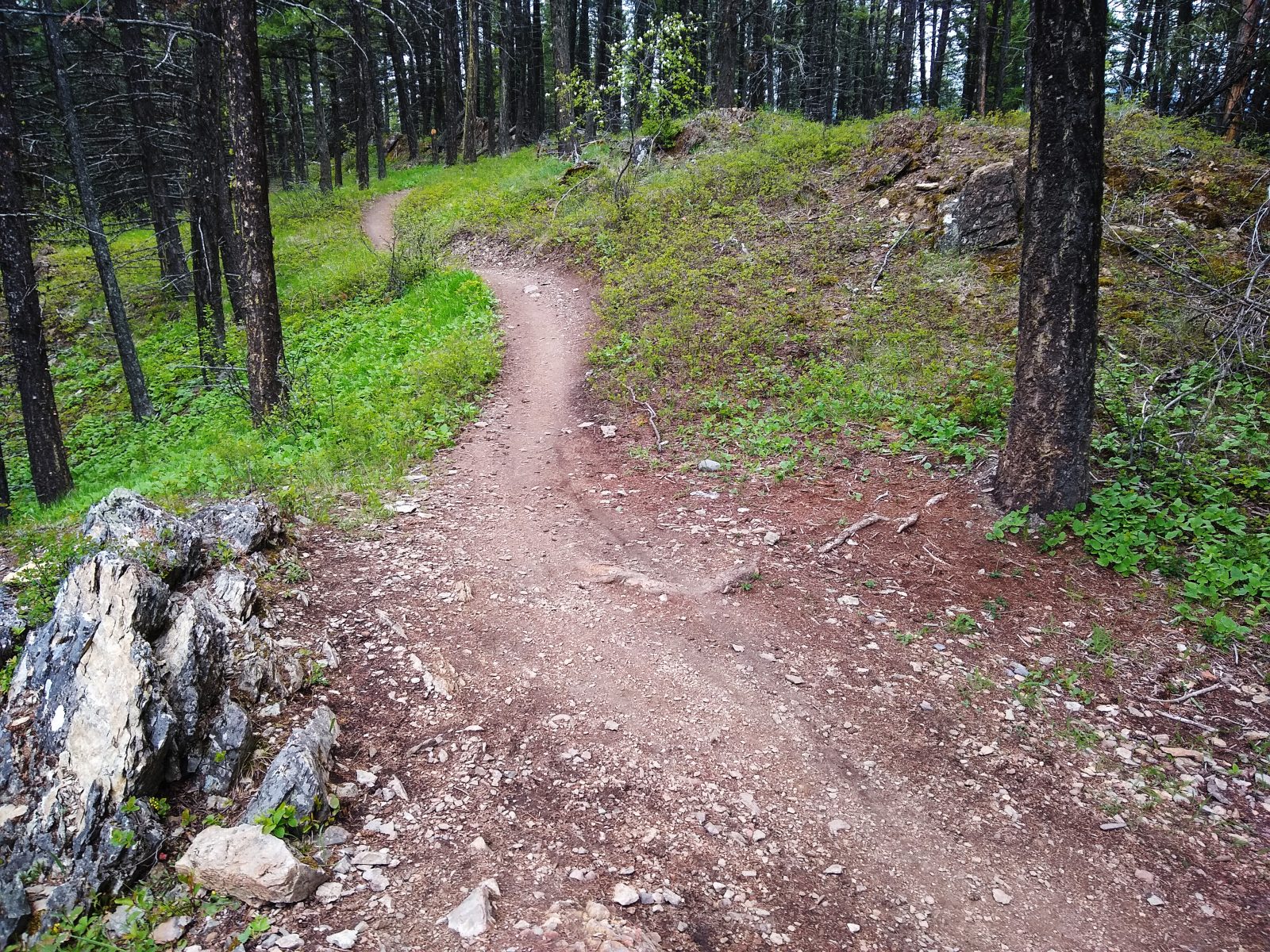 Whitefish Trail - May 16, 2020