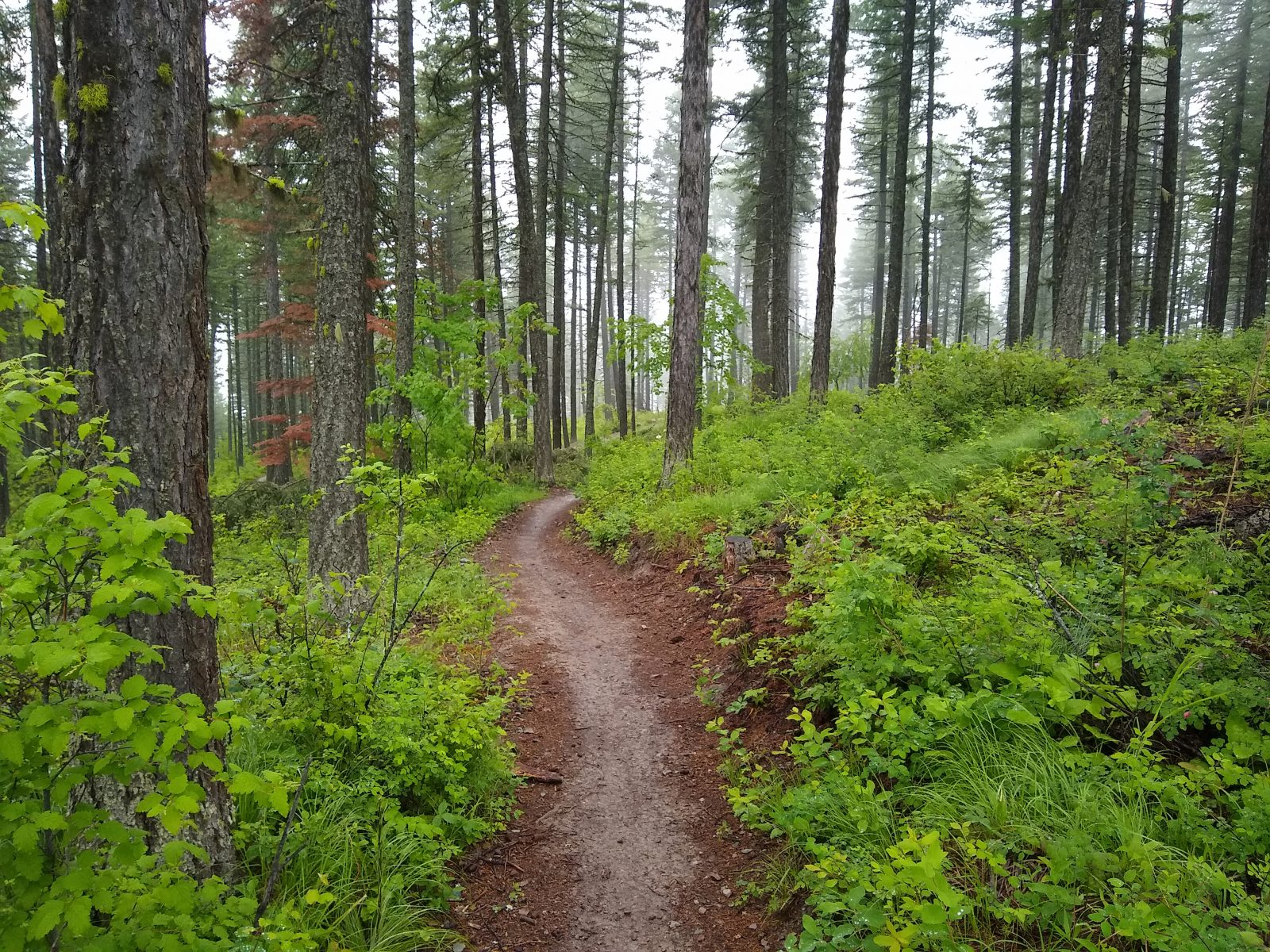 Whitefish Trail - June 21, 2020