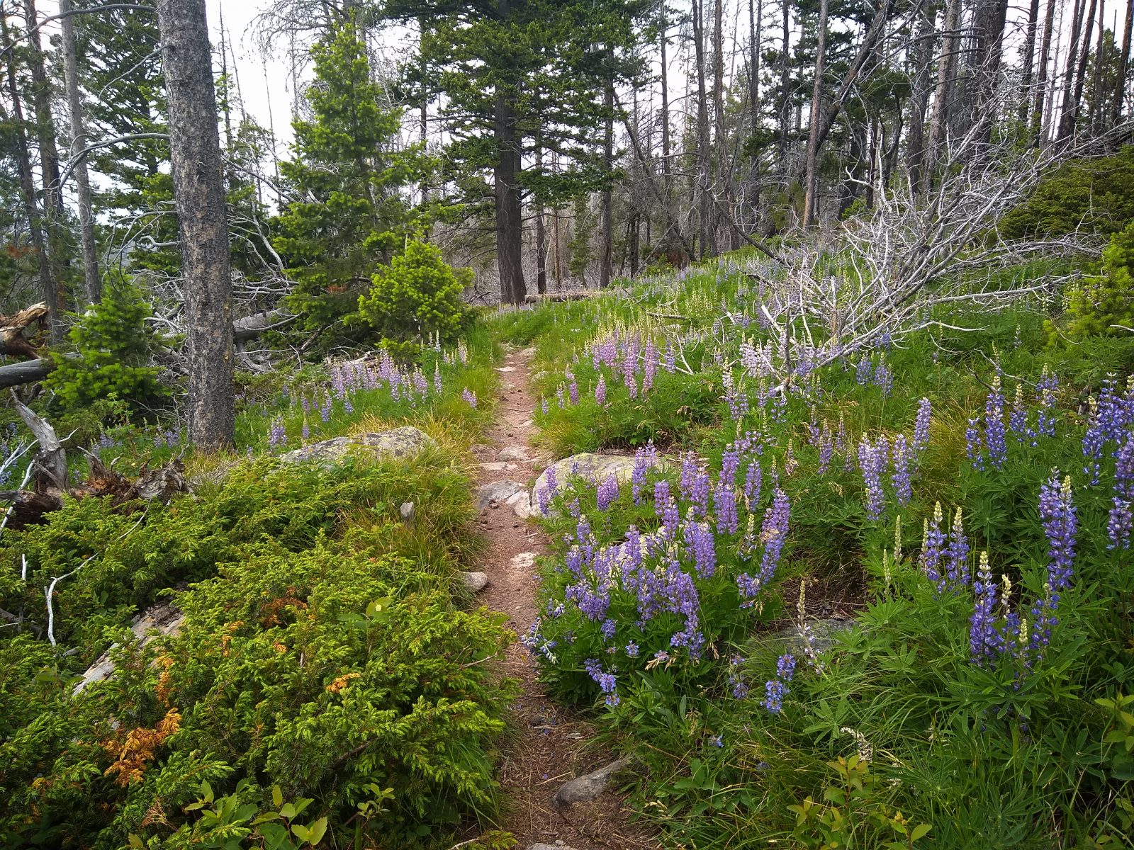 Continental Divide Trail - June 26, 2020