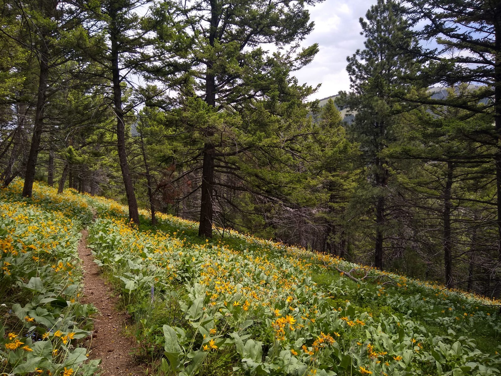 Switchback Ridge - June 26, 2020