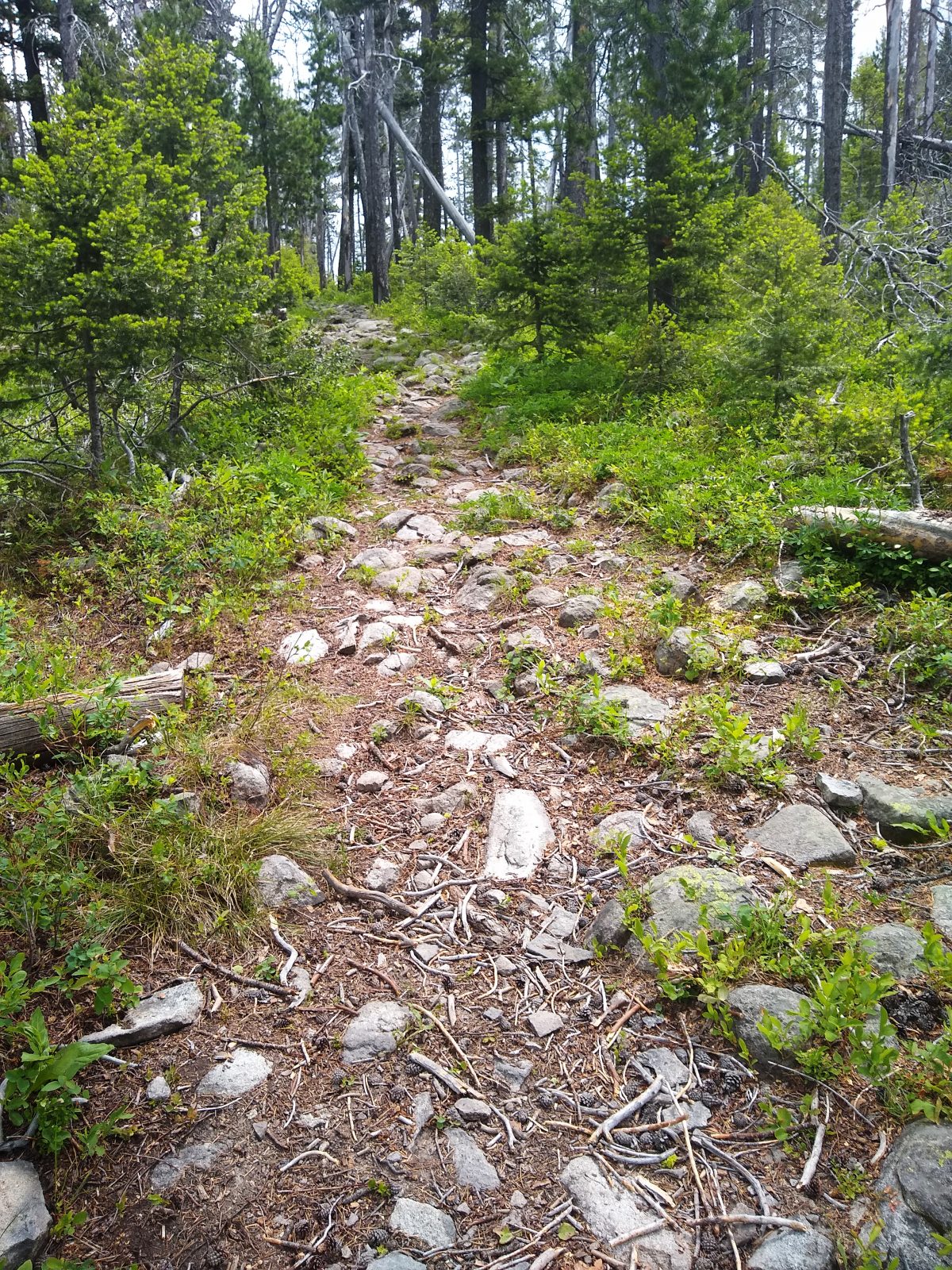 Continental Divide Trail - June 26, 2020