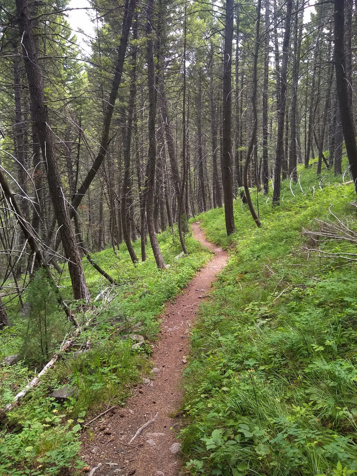 Switchback Ridge - June 26, 2020