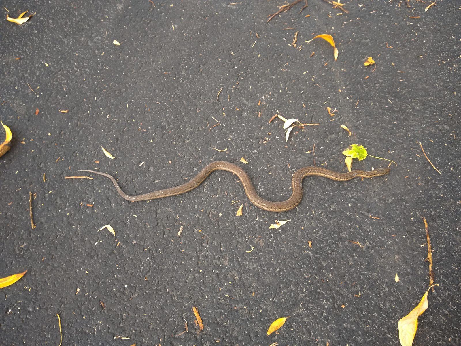 Snake on the path