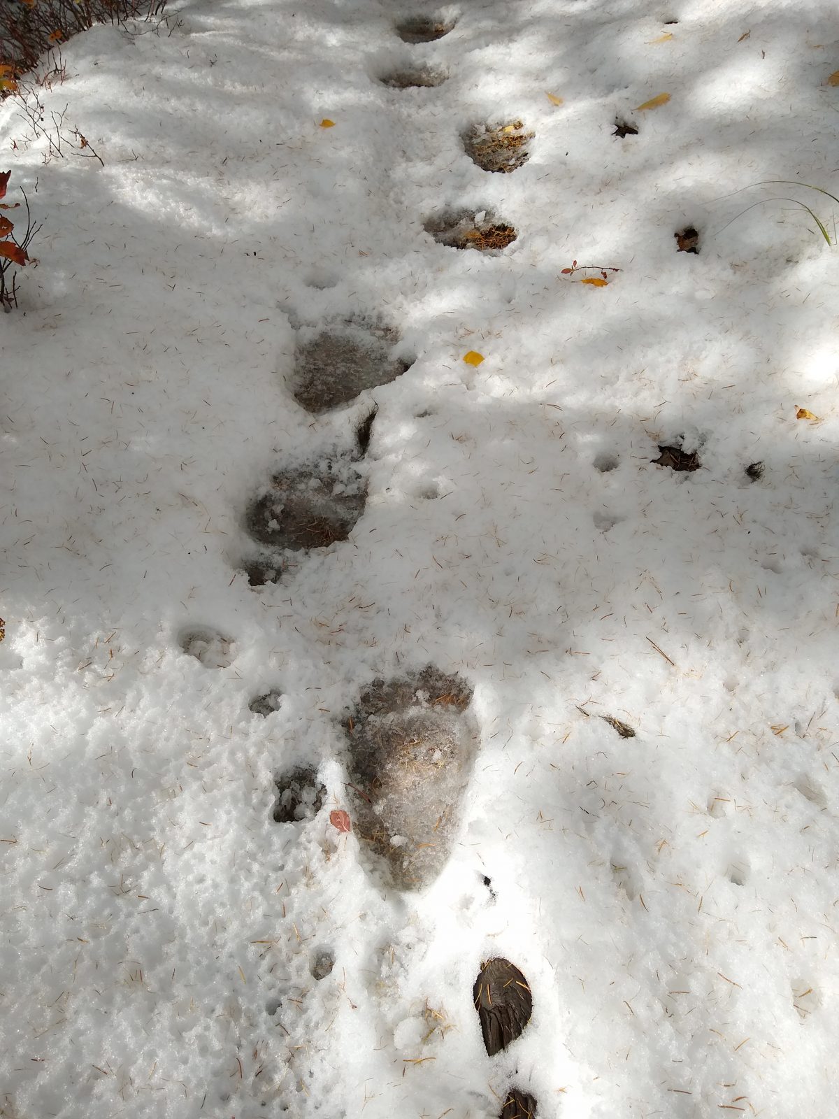 Black bear tracks in snow