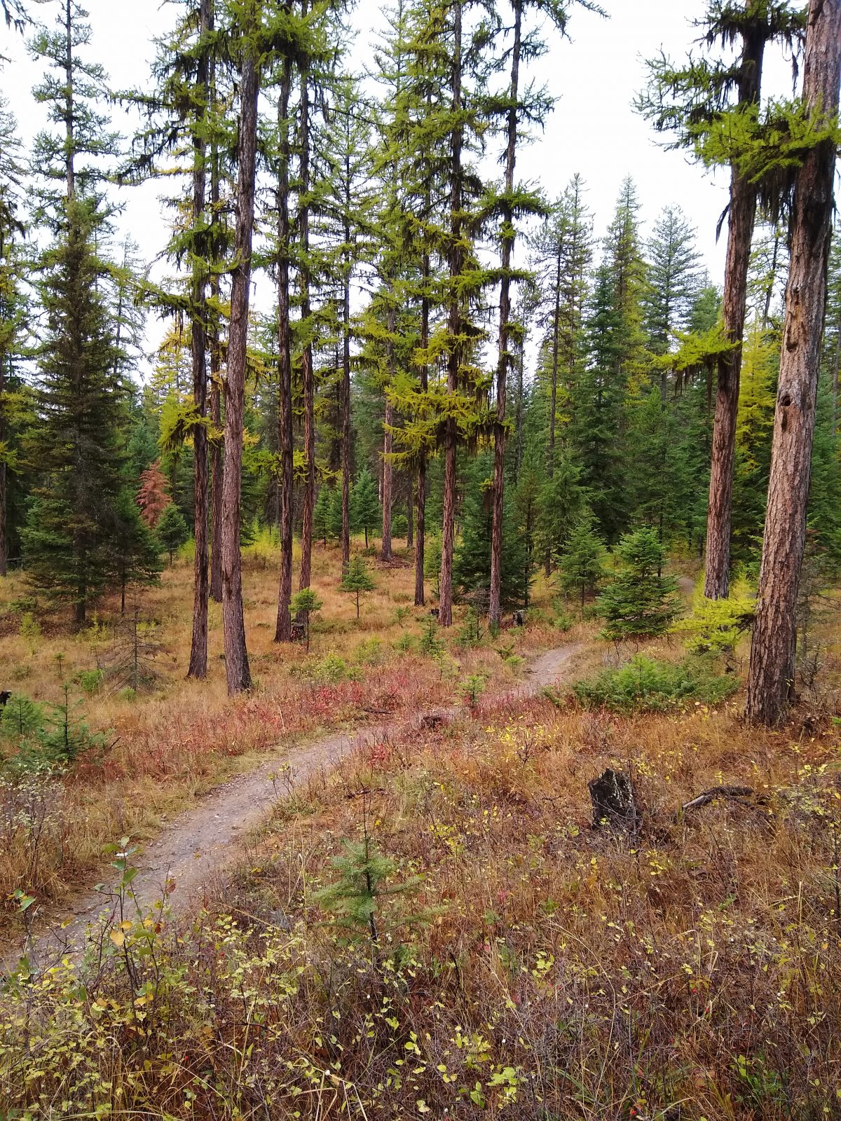 Larch trees turning yellow on the Whitefish Trail