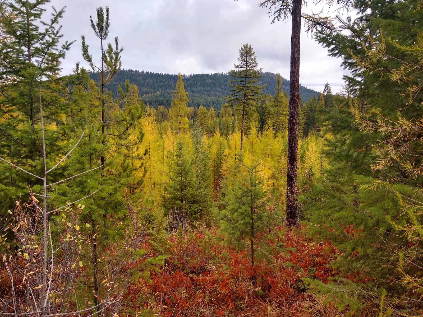 Larch trees turning yellow on the Whitefish Trail