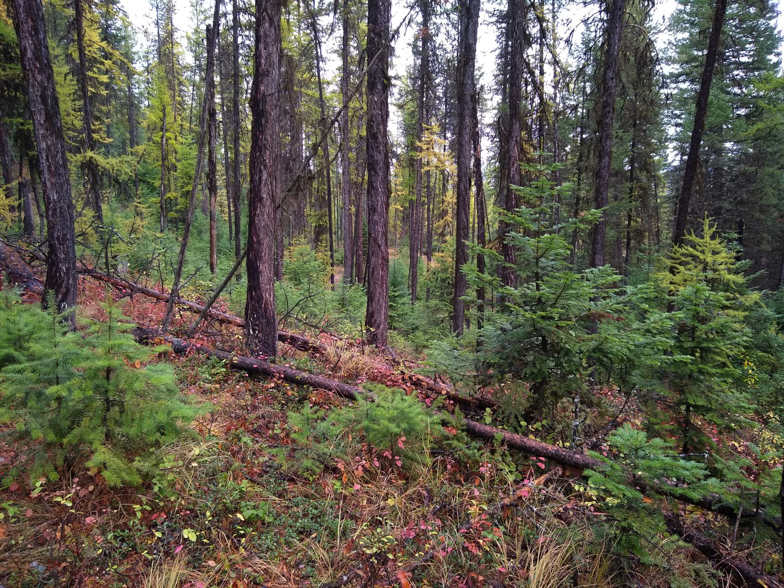 Larch trees turning yellow on the Whitefish Trail