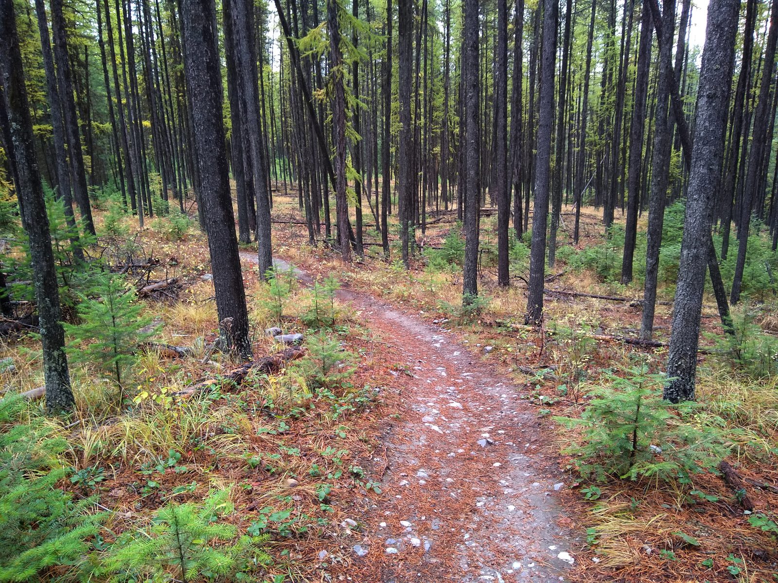 Larch trees turning yellow on the Whitefish Trail