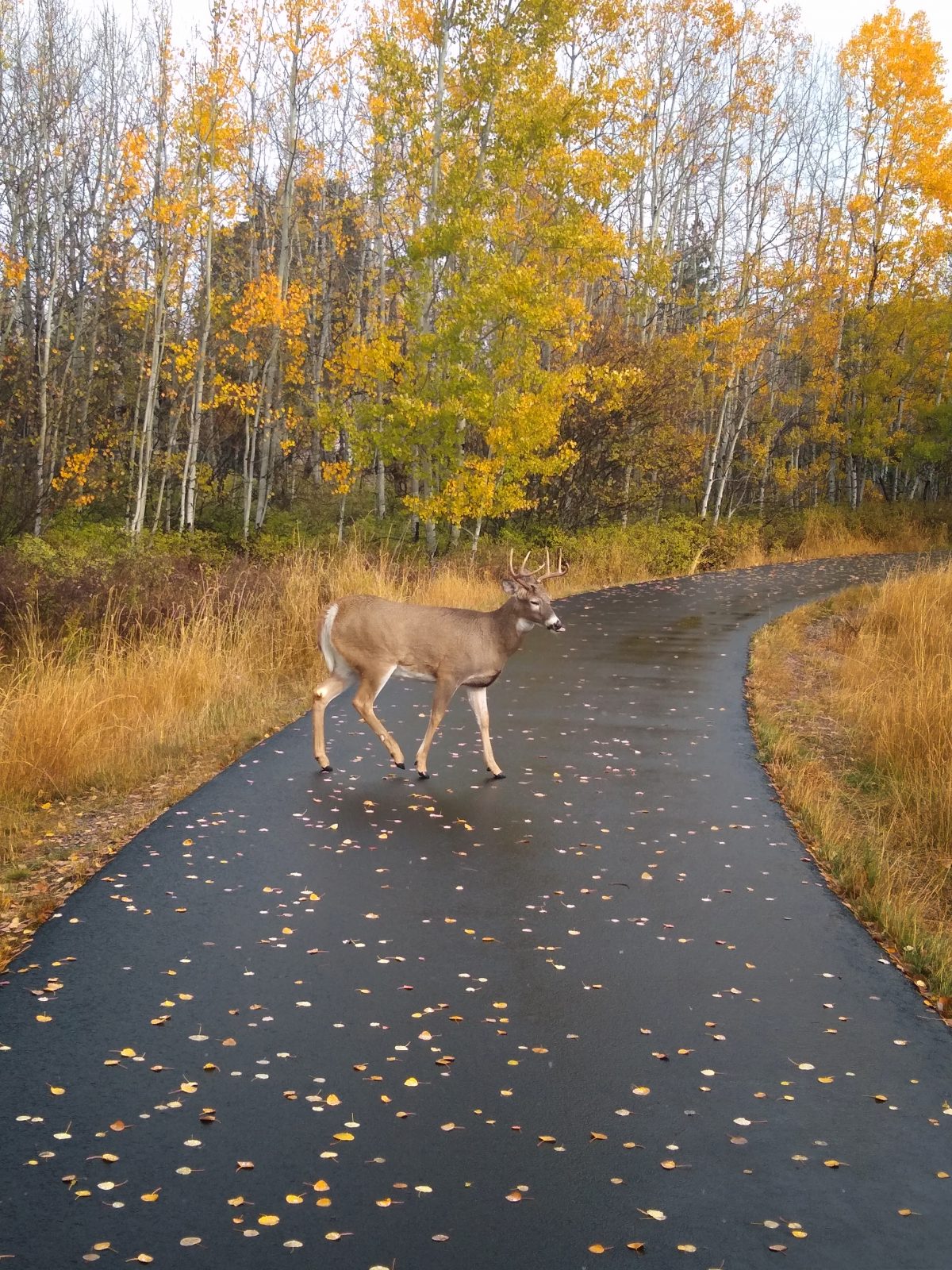 Buck on the Whitefish paved path