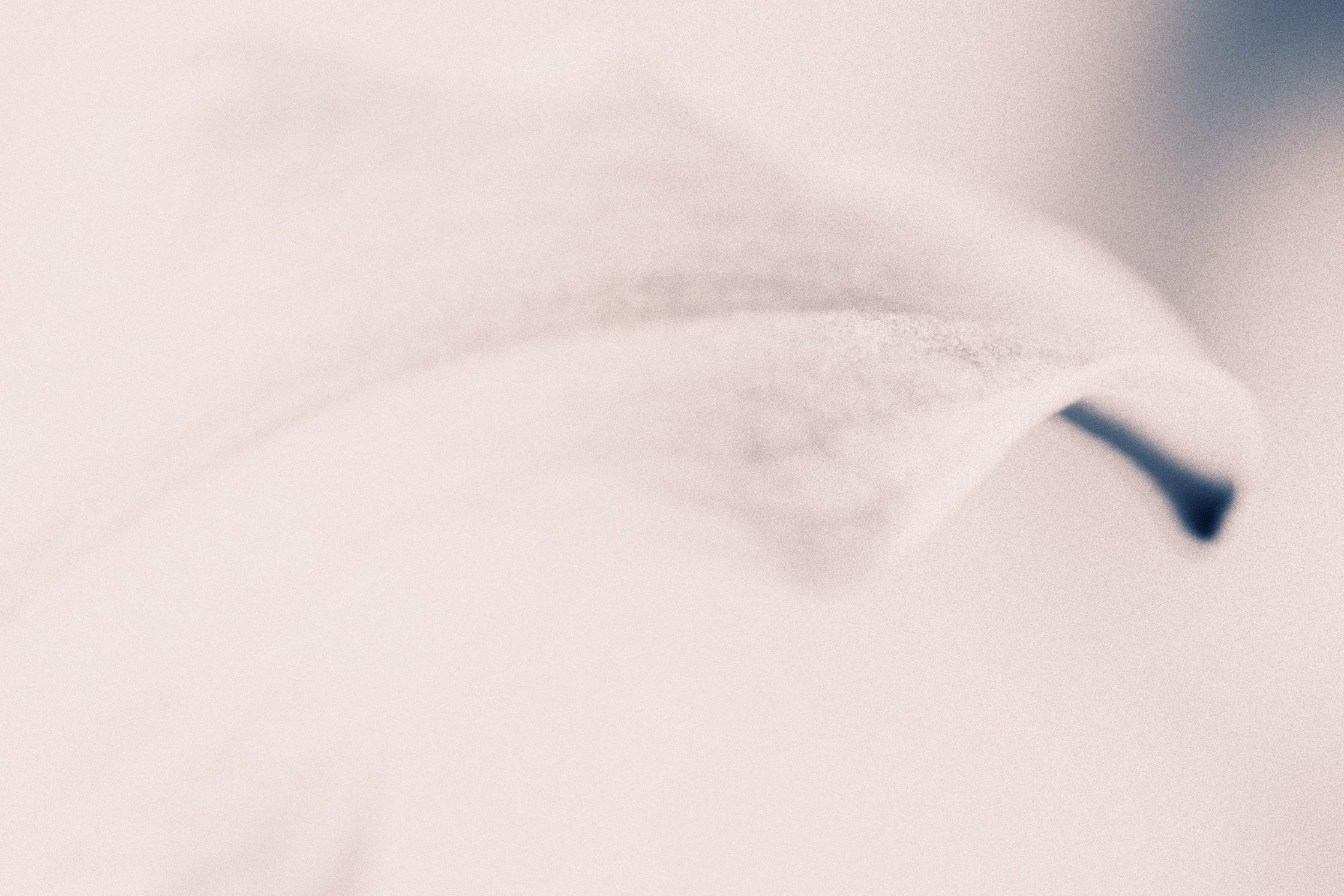 Lily closeup