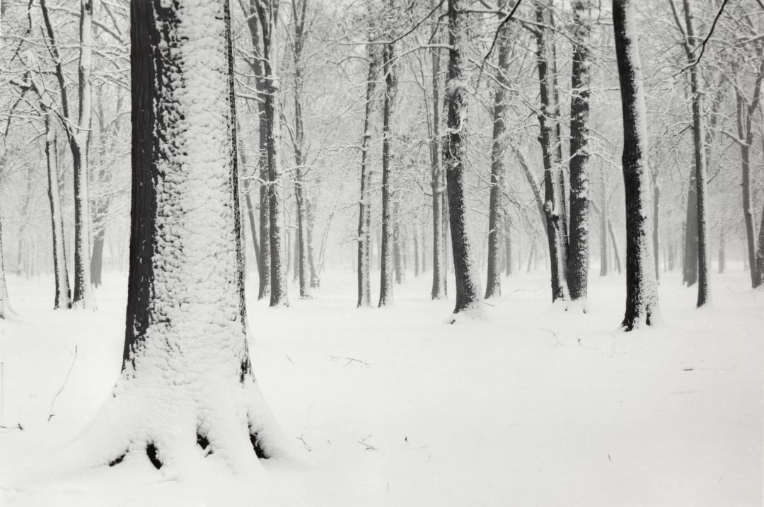 Trees in snow