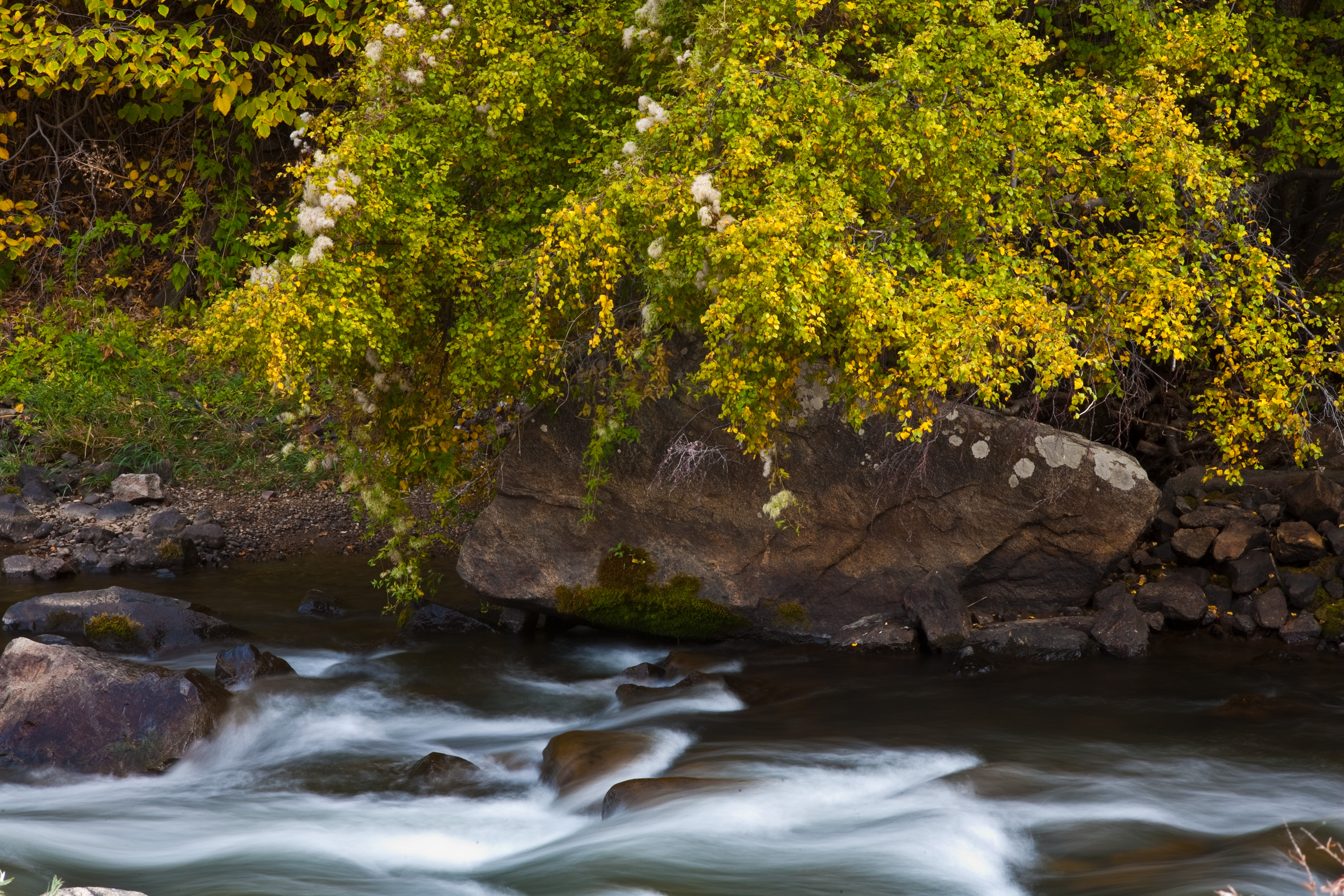 Fall colors along Clear Creek, Colorado
