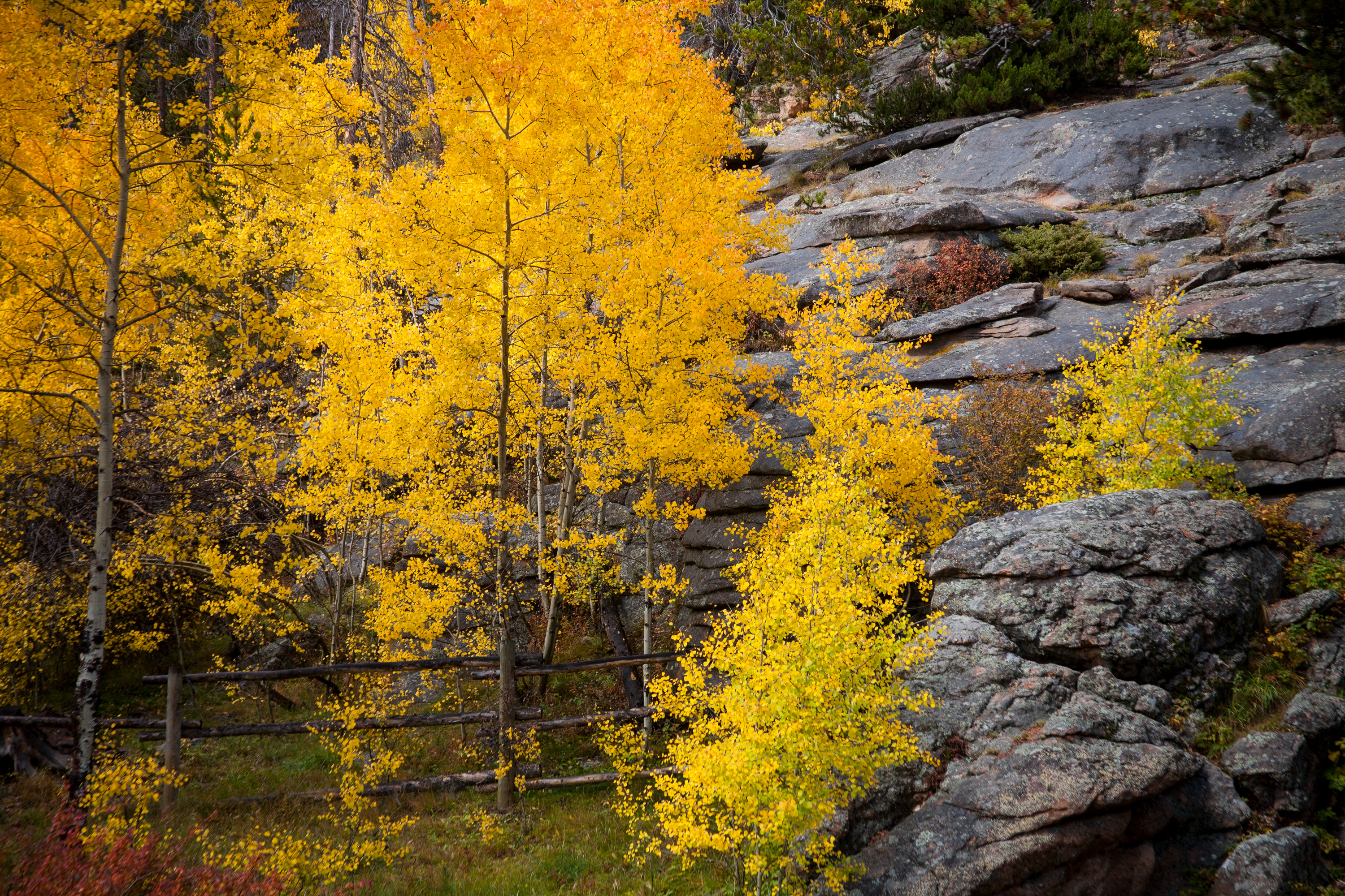 Fall colors on Guanella Pass